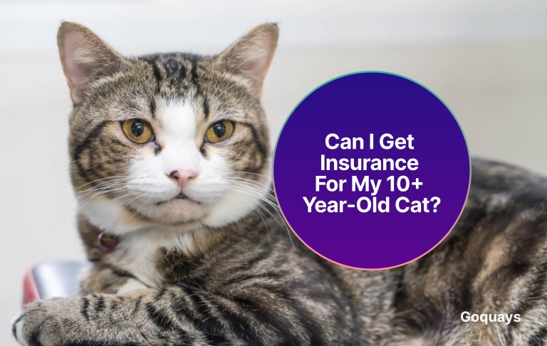 Can I Get Insurance for My 10+ Year-Old Cat_