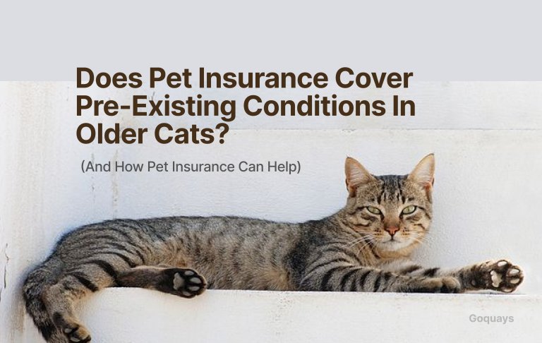 Does Pet Insurance Cover Pre-Existing Conditions in Older Cats_