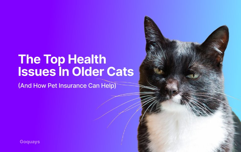 The Top Health Issues in Older Cats