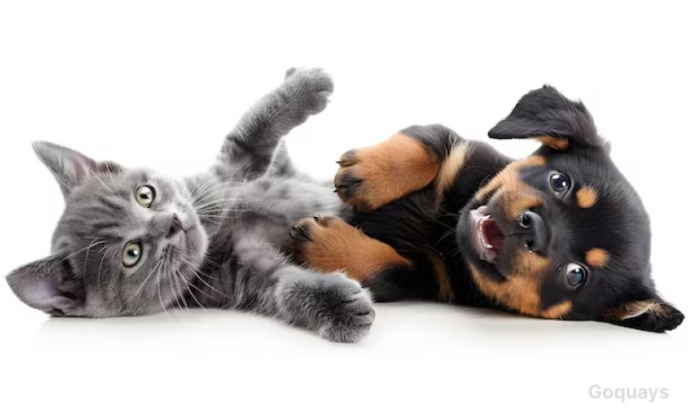 a happy cat and dog relaxing on the floor