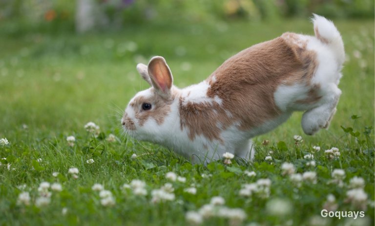 a healthy happy rabbit playing in a garden