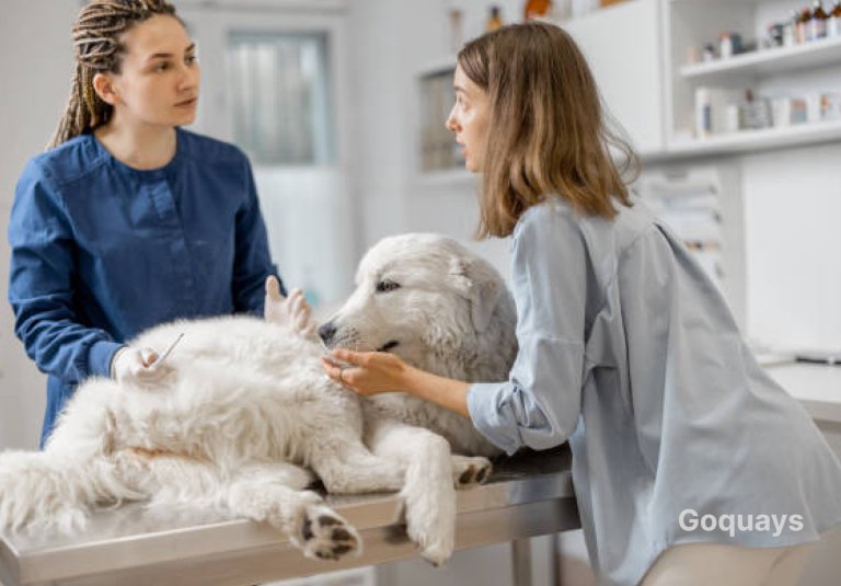 A pet owner sitting at a table, reviewing veterinary bills with a concerned look