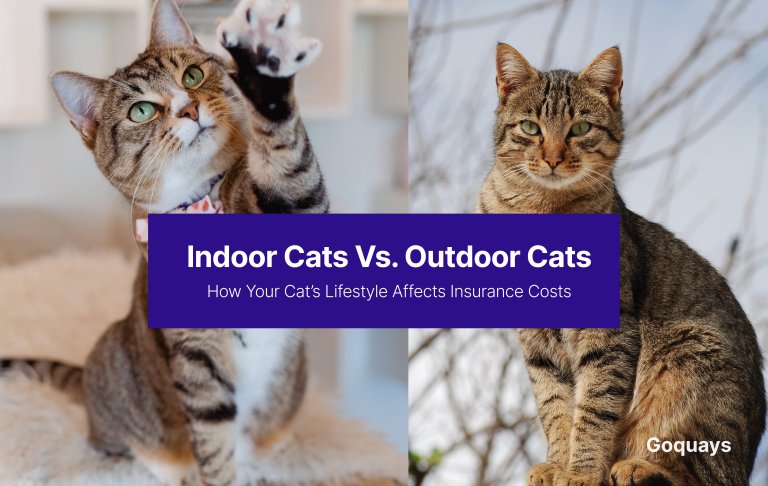 Indoor Cats vs