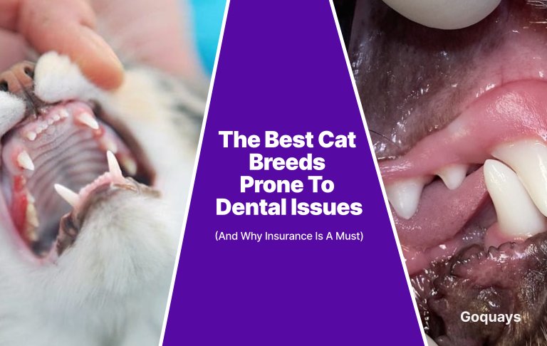 The Best Cat Breeds Prone to Dental Issues