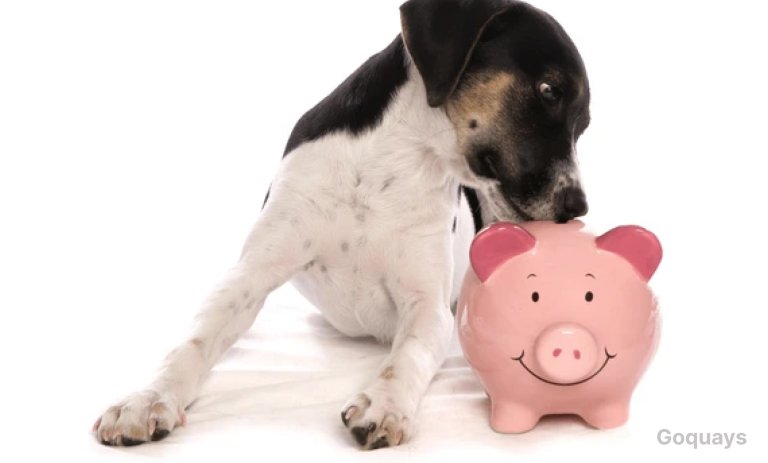 a piggy bank with paws printed on it and a pet owner dropping money in it