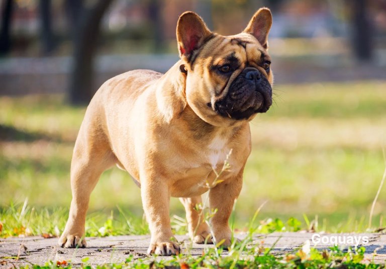 image of a French Bulldog