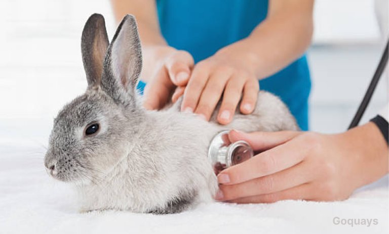 image showing a vet examining a rabbit