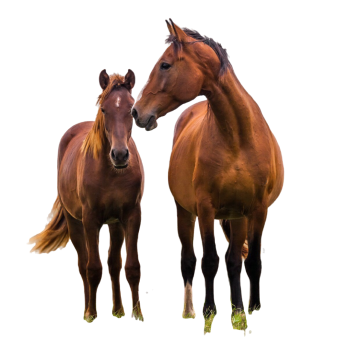 Horses 1