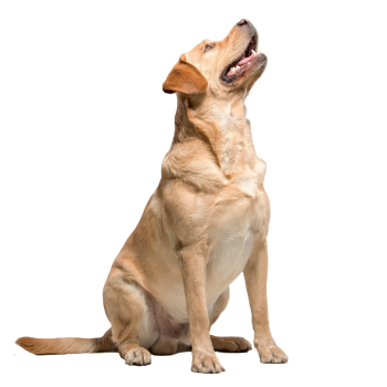 Pet-Dog